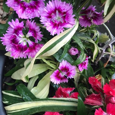 Sweet William