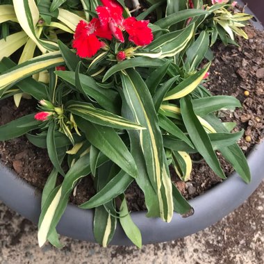 Sweet William