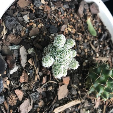 Mammillaria vetula 'Fragilis' syn. Mammillaria gracilis var. fragilis, Mammillaria fragilis