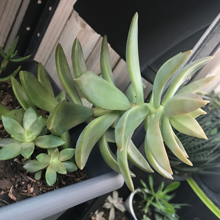 plant image 649276