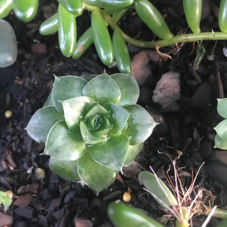 Plant image Sempervivum Carmen