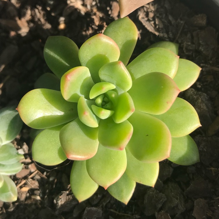 plant image 710656 plant image 710656