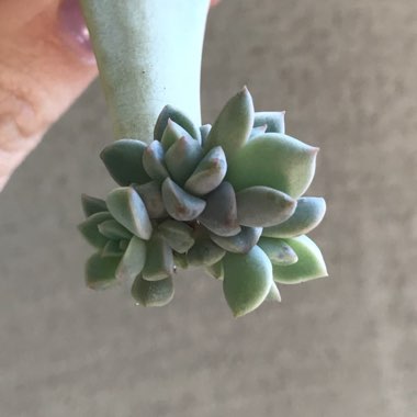 xGraptoveria Marpin