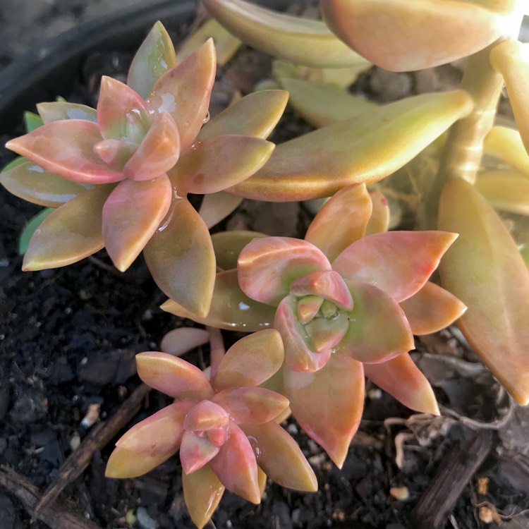 plant image 760617