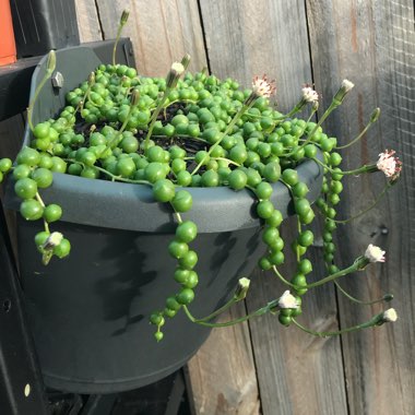 Senecio rowleyanus