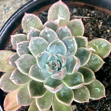 xGraptoveria Marpin