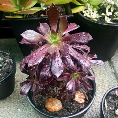 Aeonium Arboreum Chocolate Rose