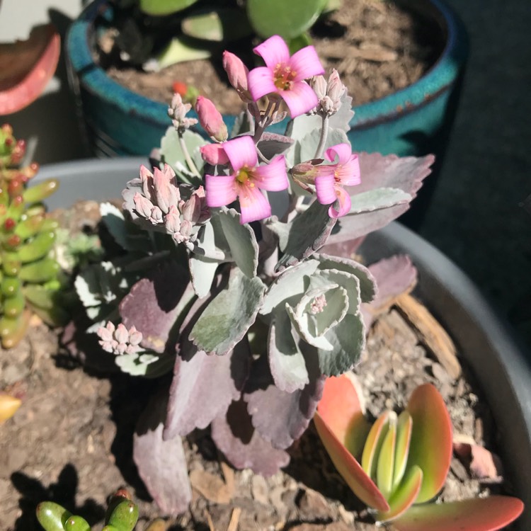 Plant image Kalanchoe Pumila