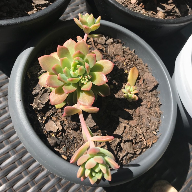 Plant image xSedeveria Maialen
