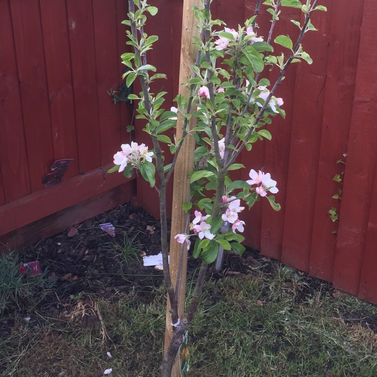 Plant image Malus domestica 'Elstar'
