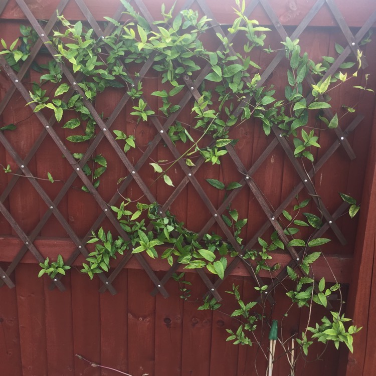 Plant image Lonicera japonica 'Halliana'