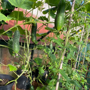 Clare's garden