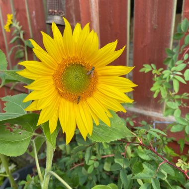 Clare's garden