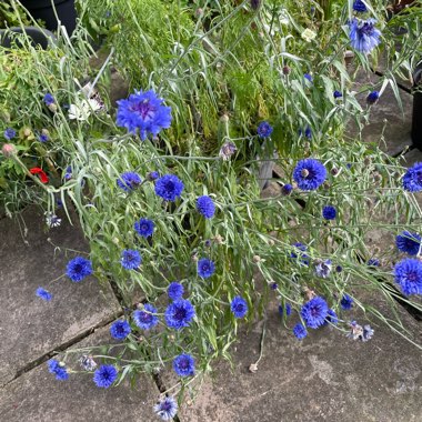 Clare's garden