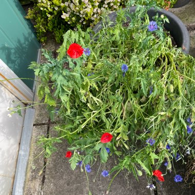 Clare's garden