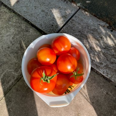 Clare's garden