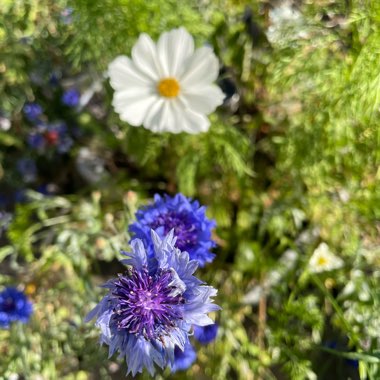Clare's garden