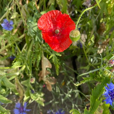Clare's garden