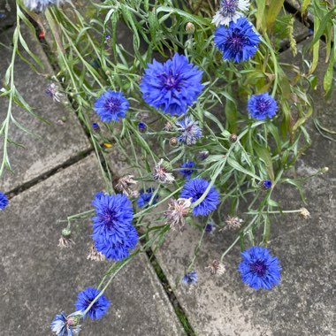 Cornflower