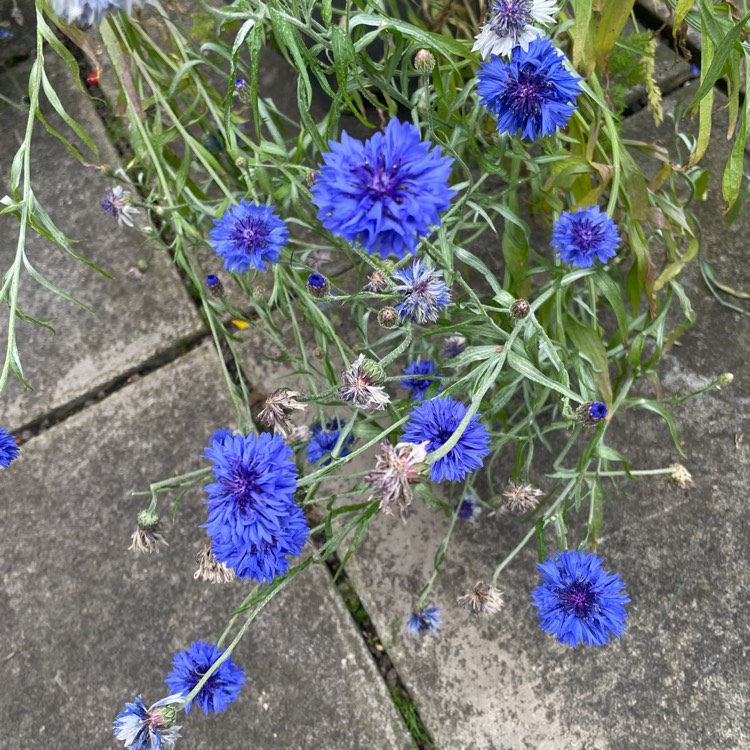 plant image 1686129