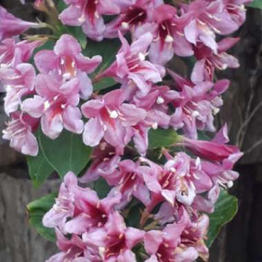 Weigela 'Pink Princess'