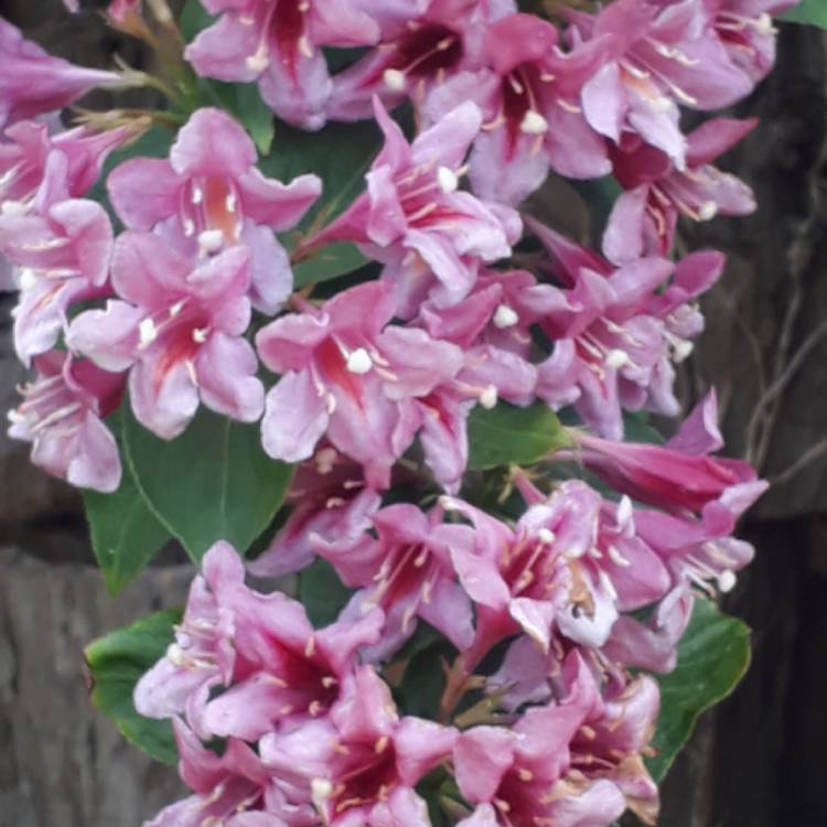 Plant image Weigela florida 'Pink Princess'