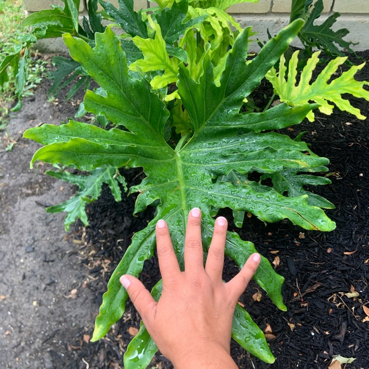 Plant image Philodendron Bipinnatifidum