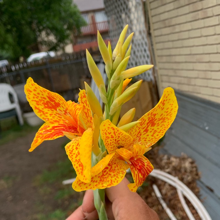 plant image 1595648