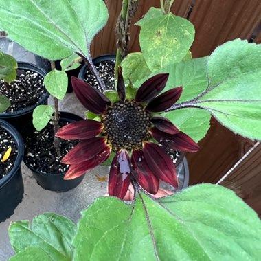 Sunflower 'Autumn Time Mix'