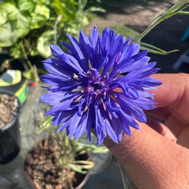 Wildflower Mix