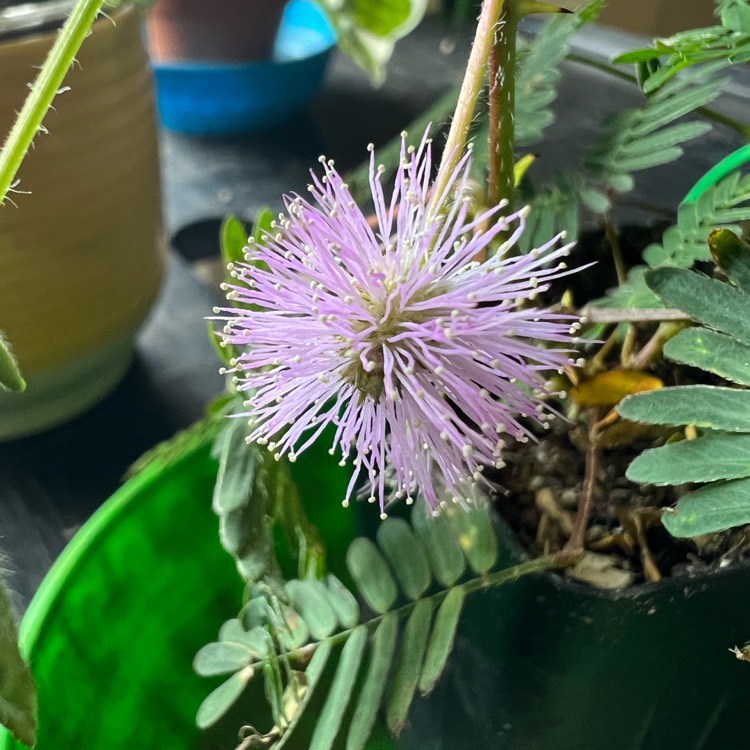 plant image 1669149