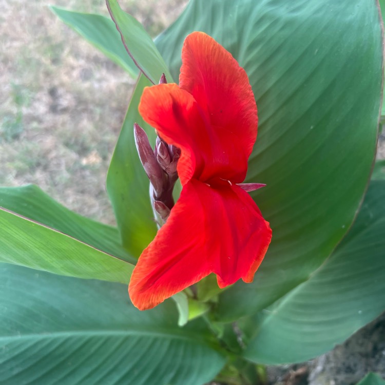 plant image 1676379