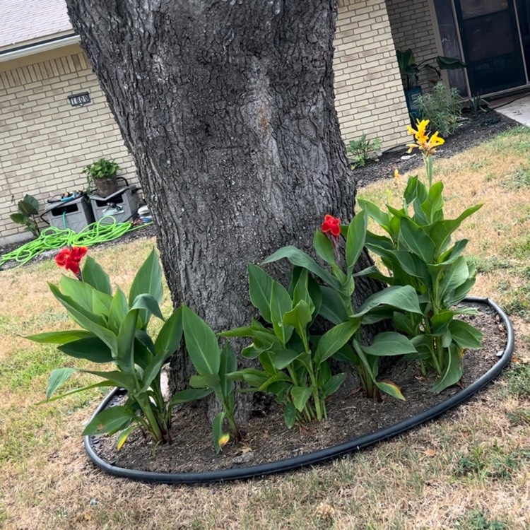 plant image 1676460
