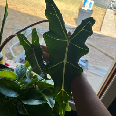 chocolatechip's plant
