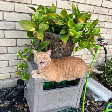 Chocolate's garden