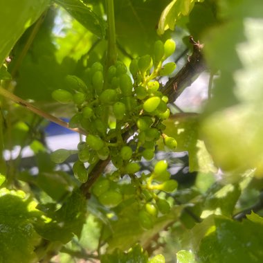 Chocolate's garden