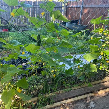 Chocolate's garden