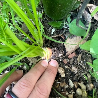 Chocolate's garden