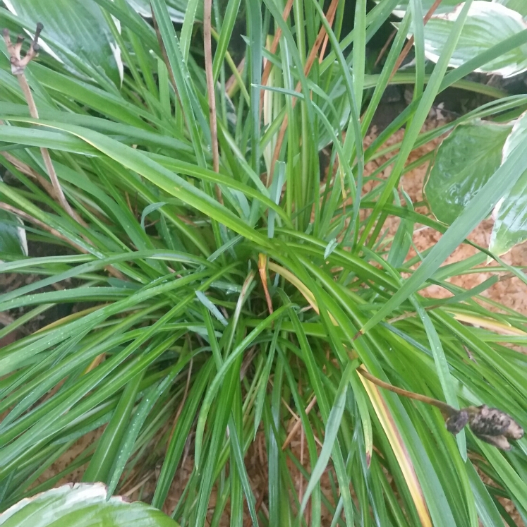 Plant image Hemerocallis 'Bonnie John Seton'