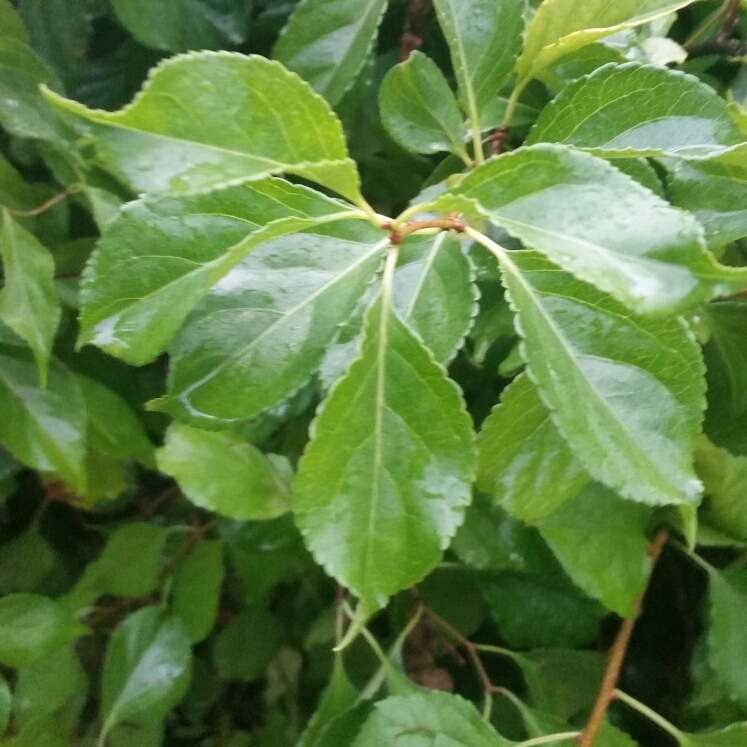 Plant image Celastrus orbiculatus 'Diana'