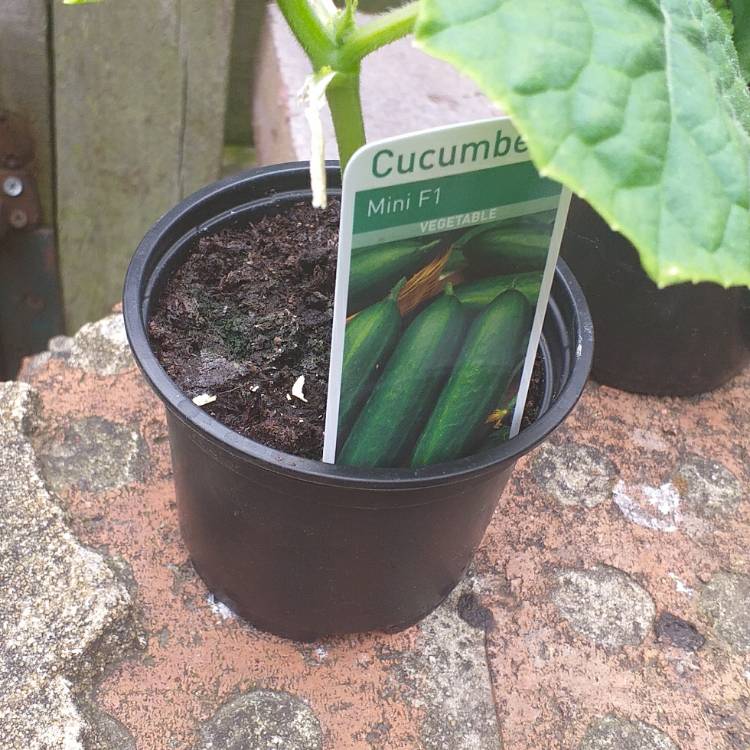 plant image 1048354
