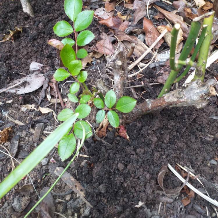 plant image 999190