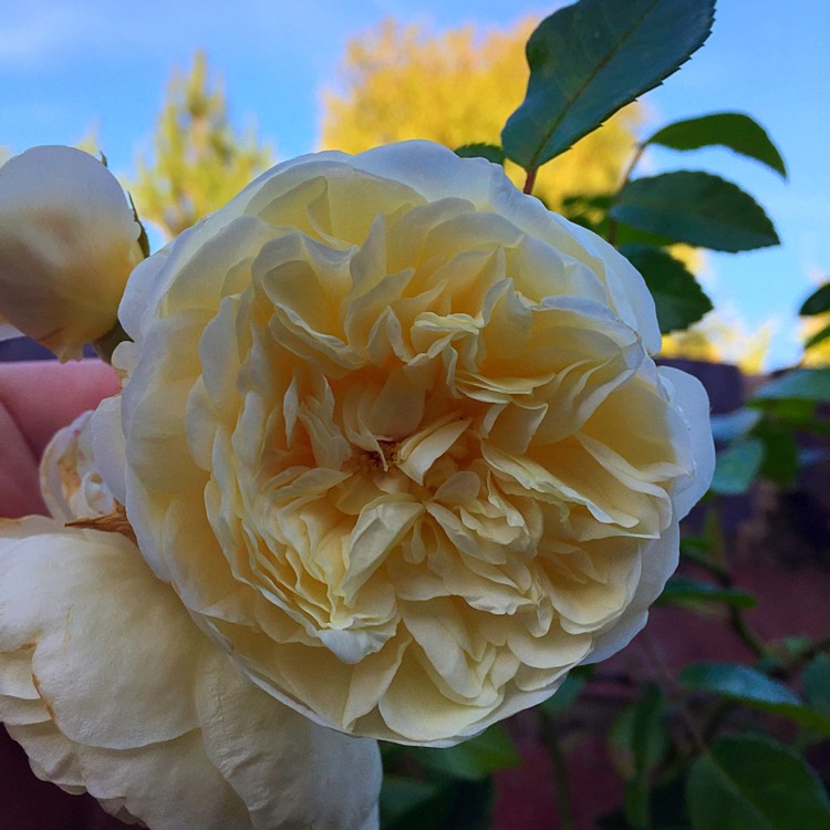 plant image 238532