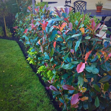 Photinia 'Red Robin'