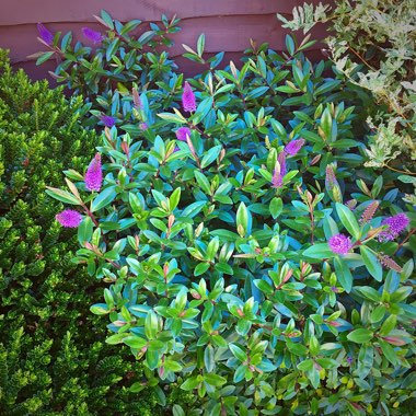 Shrubby Veronica 'Hebedonna Diana'