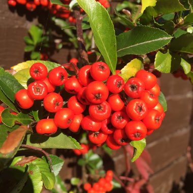 Firethorn 'Orange Glow'
