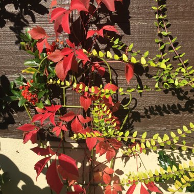 Virginia Creeper
