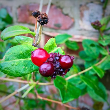 Honeysuckle