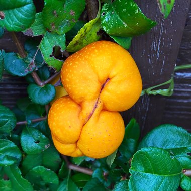 Japanese Quince 'Crimson and Gold'