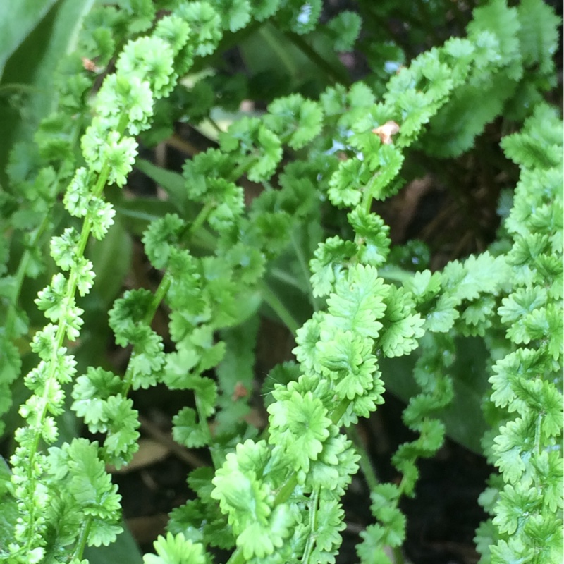 plant image 111022